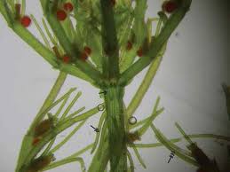 Attēlu rezultāti vaicājumam “Chara hispida”