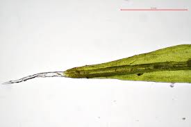 Attēlu rezultāti vaicājumam “Grimmia muehlenbeckii”