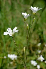 Attēlu rezultāti vaicājumam “Cerastium arvense”