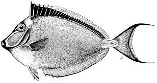 Image result for Naso lituratus