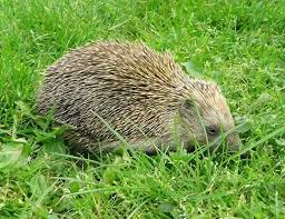 Image result for Leucoraja erinaceus