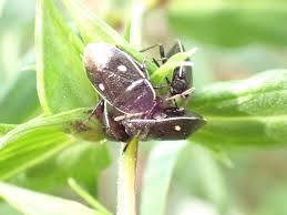 Attēlu rezultāti vaicājumam “Adomerus biguttatus”