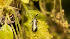 Attēlu rezultāti vaicājumam “Adelidae”