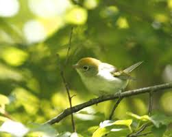 Image result for Dendroica pensylvanica