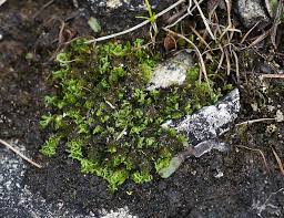 Attēlu rezultāti vaicājumam “Moerckia hibernica”