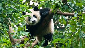 Image result for pandas