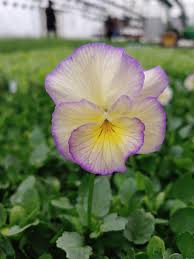 Image result for Viola cornuta
