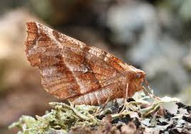 Attēlu rezultāti vaicājumam “Selenia dentaria imago”