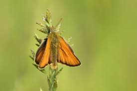 Attēlu rezultāti vaicājumam “Thymelicus lineola”