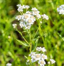 Attēlu rezultāti vaicājumam “Achillea ptarmica leaf”