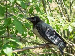 Attēlu rezultāti vaicājumam “Corvus cornix juvenile”
