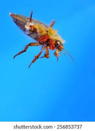 Attēlu rezultāti vaicājumam “Dytiscus sp.”