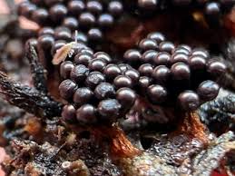 Attēlu rezultāti vaicājumam “Lindbladia tubulina macro”