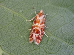 Attēlu rezultāti vaicājumam “Rhyacionia pinicolana”