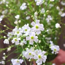 Image result for Gypsophila elegans