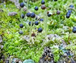 Attēlu rezultāti vaicājumam “Fossombronia wondraczekii”