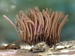 Attēlu rezultāti vaicājumam “Stemonitis sp.”