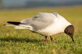 Attēlu rezultāti vaicājumam “Larus ridibundus eggs”