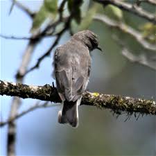 Attēlu rezultāti vaicājumam “Regulus regulus adult”