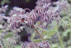 Image result for Borago officinalis