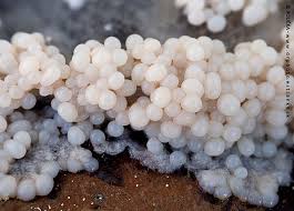 Attēlu rezultāti vaicājumam “Diderma spumarioides”