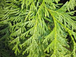 Attēlu rezultāti vaicājumam “Thuja occidentalis leaf”