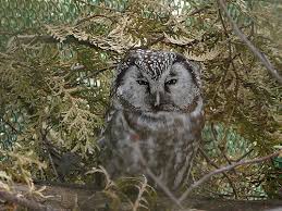 Image result for Aegolius funereus