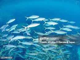 Image result for Elagatis bipinnulata