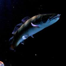 Image result for Amia calva