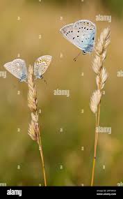 Attēlu rezultāti vaicājumam “Agrodiaetus amandus male”