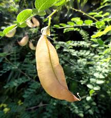 Image result for Colutea x media (arborescens x orientalis)