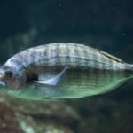 Image result for Diplodus puntazzo