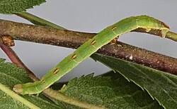 Attēlu rezultāti vaicājumam “Eupithecia exiguata”