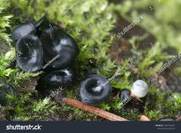 Attēlu rezultāti vaicājumam “Holwaya mucida”