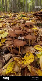 Attēlu rezultāti vaicājumam “Armillaria sp.”