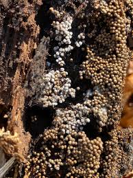 Attēlu rezultāti vaicājumam “Diderma ochraceum sessile”