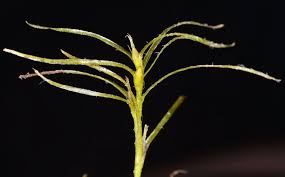 Attēlu rezultāti vaicājumam “Najas flexilis”