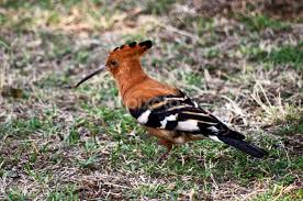 Image result for hoepoe