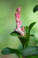 Attēlu rezultāti vaicājumam “Exobasidium cassandrae”
