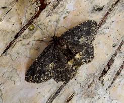 Attēlu rezultāti vaicājumam “Parascotia fuliginaria”