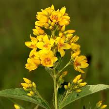 Attēlu rezultāti vaicājumam “Lysimachia vulgaris”
