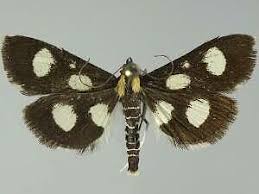 Attēlu rezultāti vaicājumam “Anania funebris”