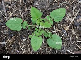 Attēlu rezultāti vaicājumam “Lapsana communis leaf”