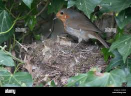 Attēlu rezultāti vaicājumam “Erithacus rubecula nest”