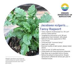 Attēlu rezultāti vaicājumam “Jacobaea vulgaris leaf”