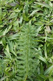 Attēlu rezultāti vaicājumam “Myriophyllum alterniflorum leaf”