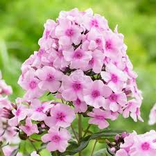 Attēlu rezultāti vaicājumam “Phlox paniculata”