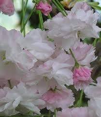 Attēlu rezultāti vaicājumam “Prunus (sakura)”