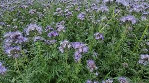 Attēlu rezultāti vaicājumam “Phacelia tanacetifolia”