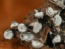 Attēlu rezultāti vaicājumam “Diderma hemisphaericum macro”